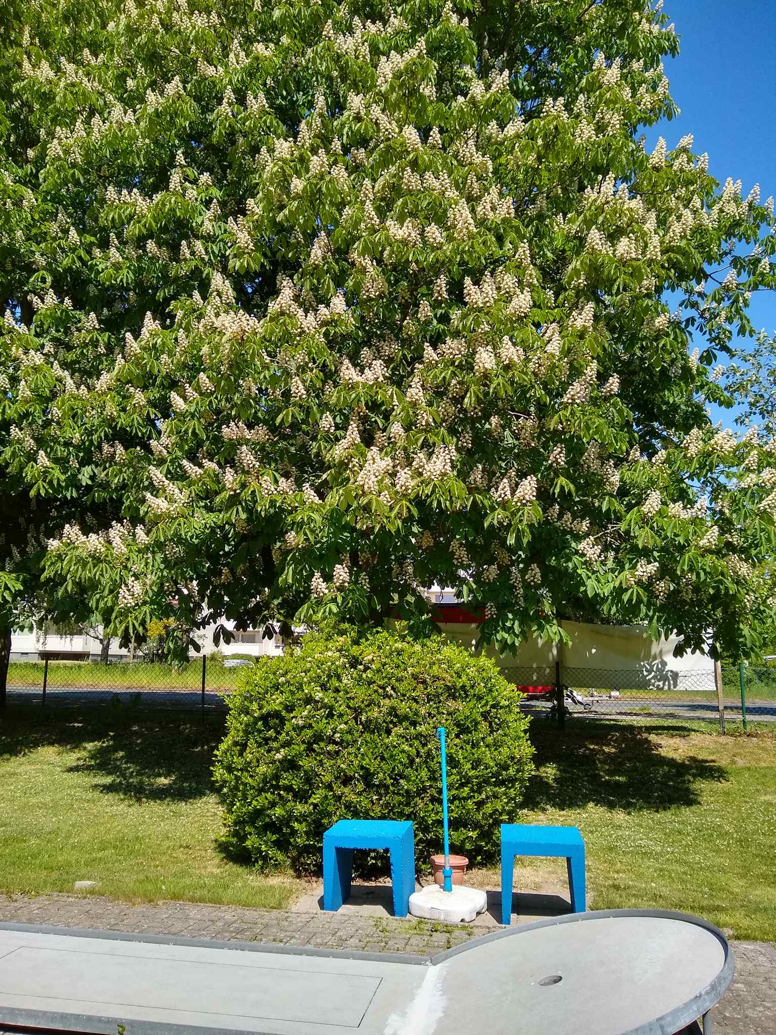 IMG 20200509 123429194 HDR